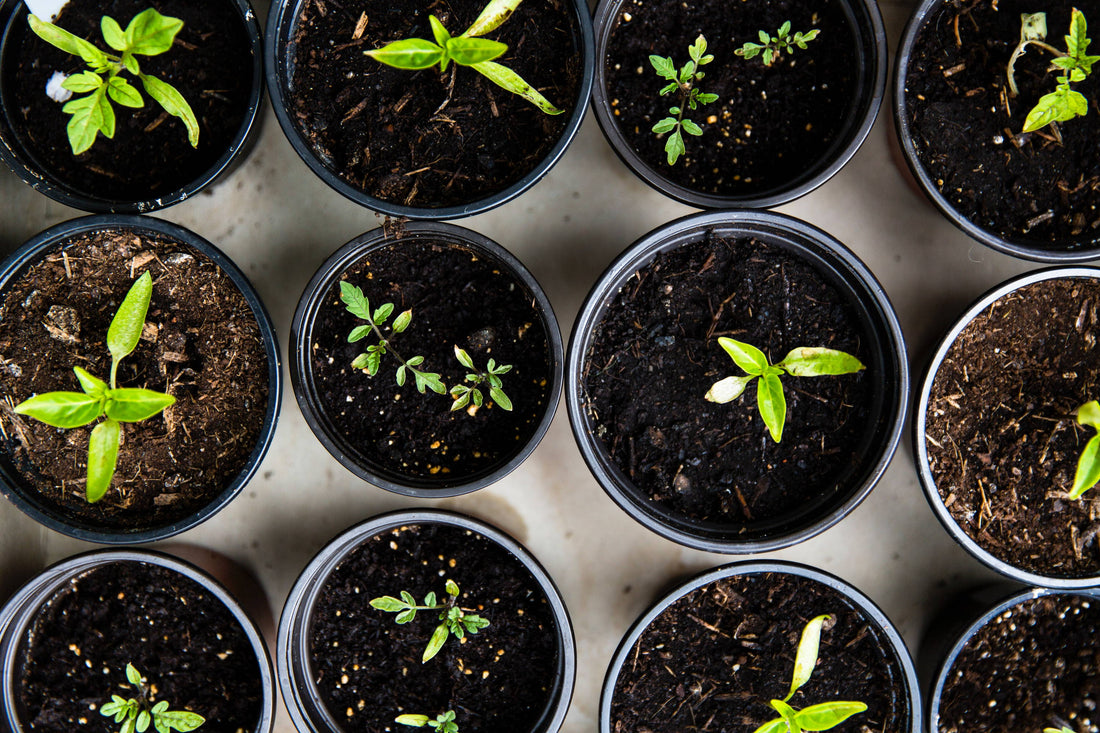 Lead Content In Plant-Based Products and Proposition 65