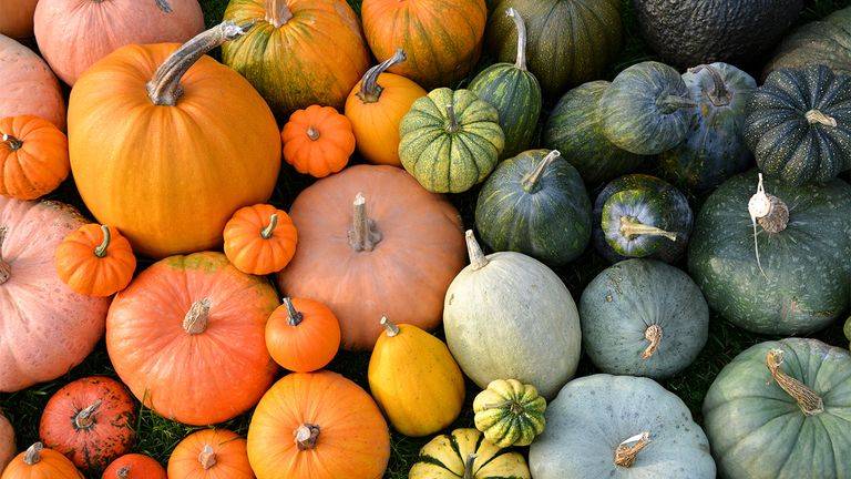No Cow's Top Pumpkin Themed Snacks Ranked